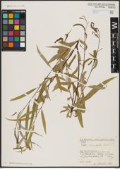 Foto von Salix acmophylla Boiss.